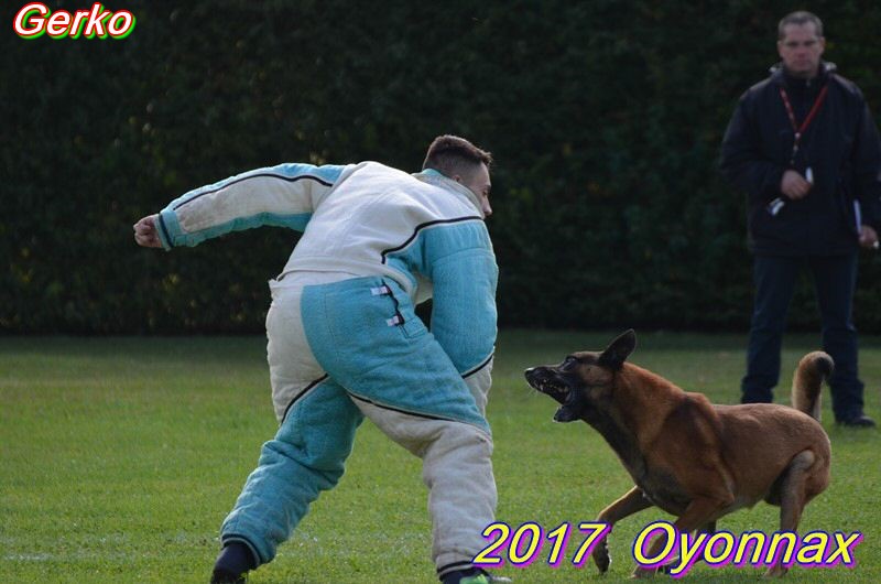 2017 ring oyo gerko arret.jpg